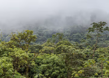 The Central Cloud Forests thumbnail