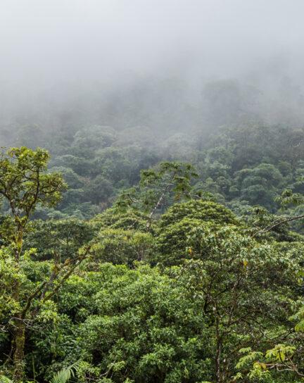 The Most Beautiful Forests in the World