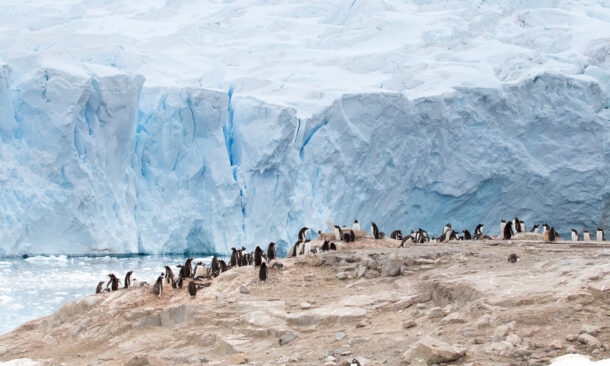 penguin-colony-neko-harbour-antarctica
