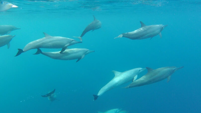 papua-new-guinea-dolphins