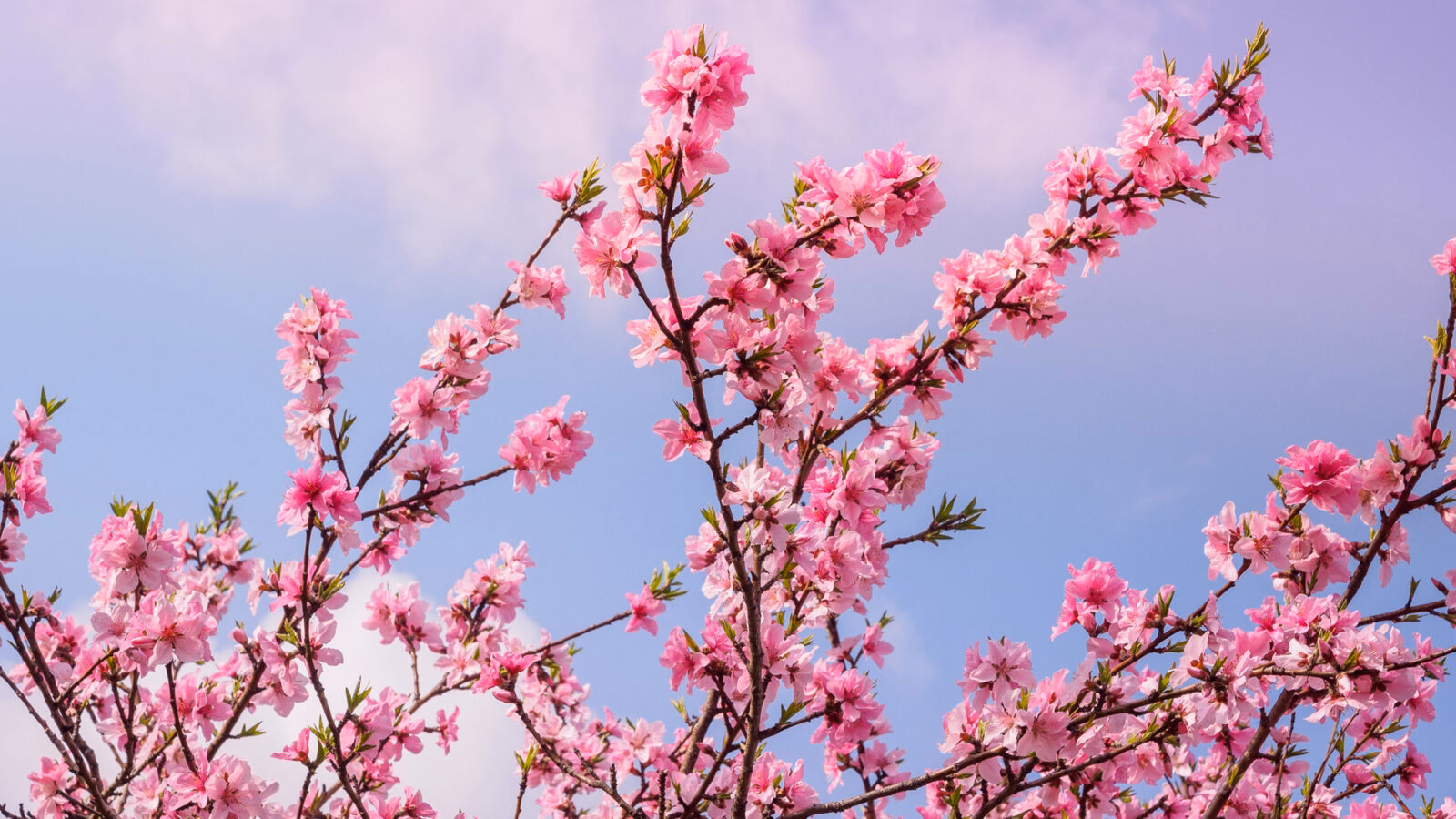sakura-cherry-blossom-seoul