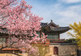 Cherry Blossoms in South Korea