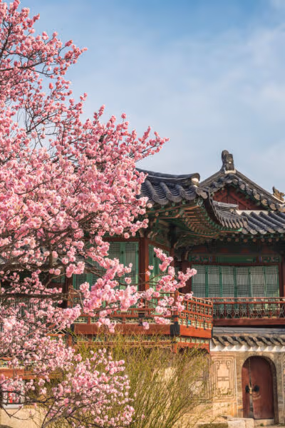 Cherry Blossoms in South Korea
