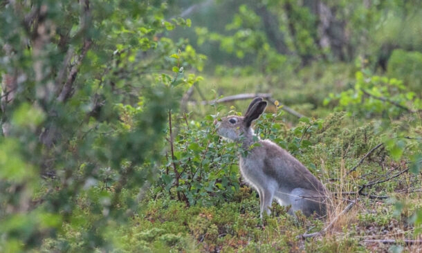 forest-hare-swedish-lapland