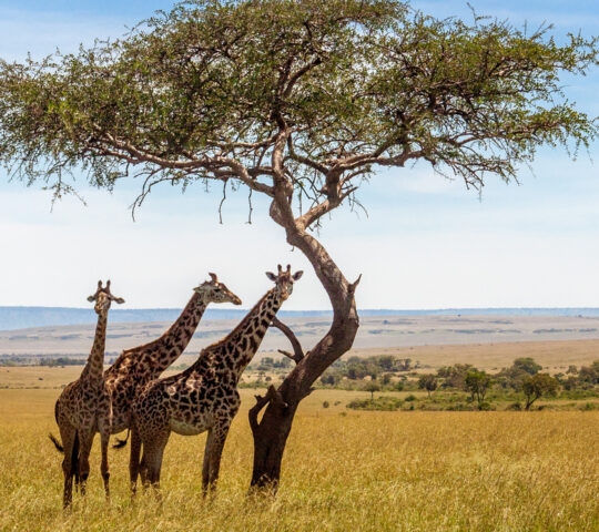 maasai-mara-giraffe-kenya