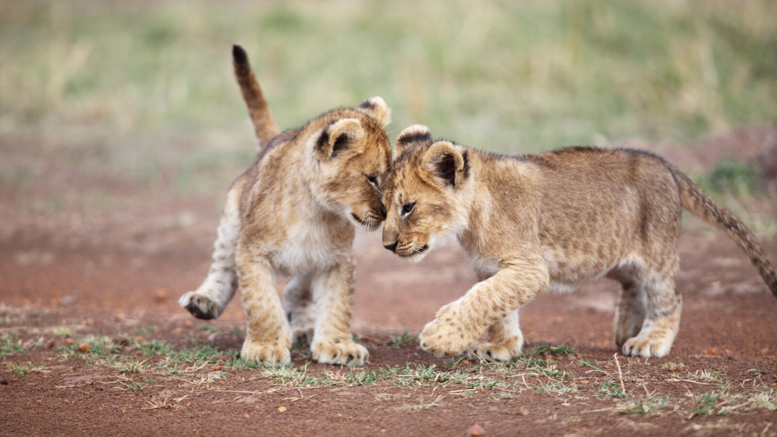 Two small lion cubs nuzzling each other on the ground during luxury Maasai Mara tours.