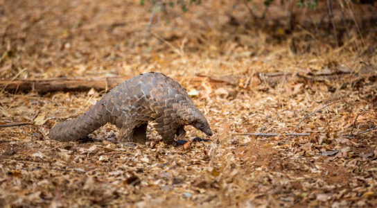 Spot aardvarks, pangolins and honey badgers preview image