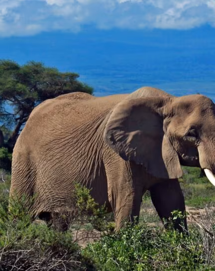 Why Go on Safari in Kenya?