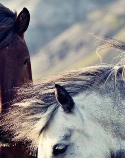 Icelandic Horses: No Ordinary Breed