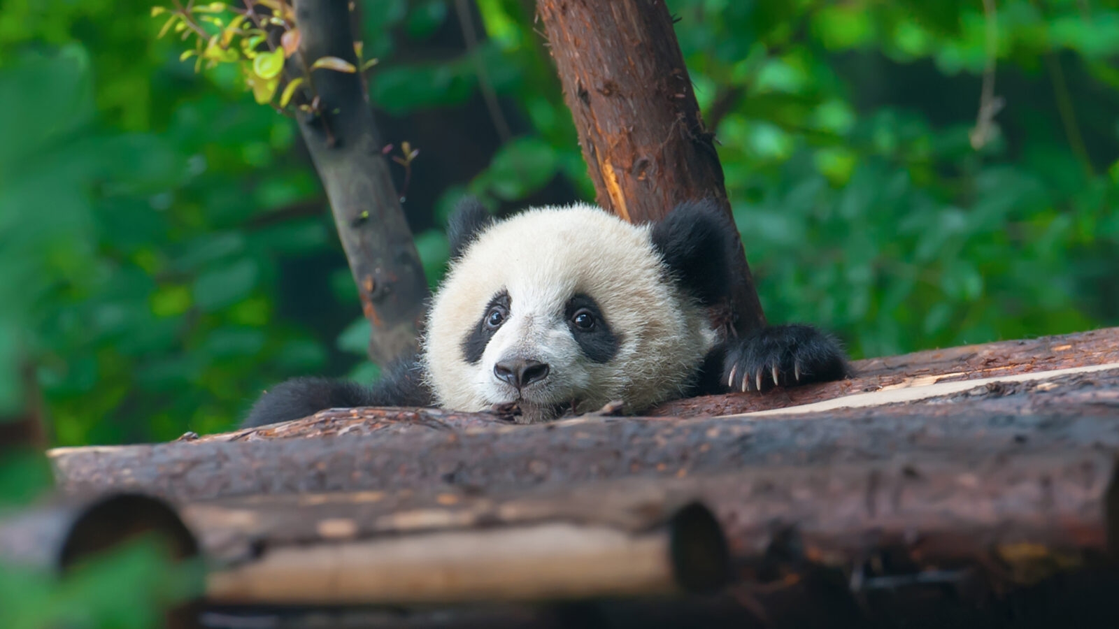 Young panda bear in Chengdu