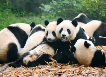 Chengdu thumbnail