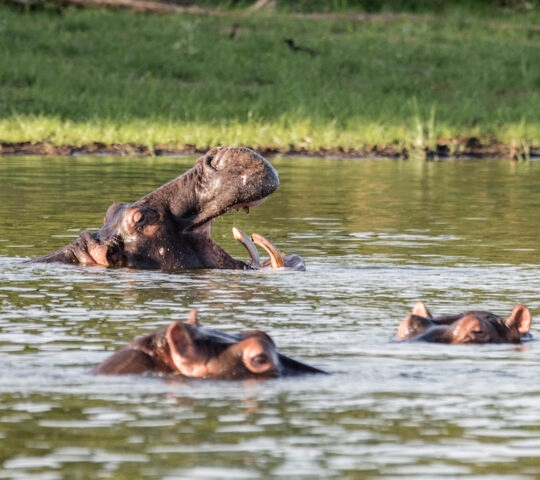 Hippos bathing at akagera national park in rwanda