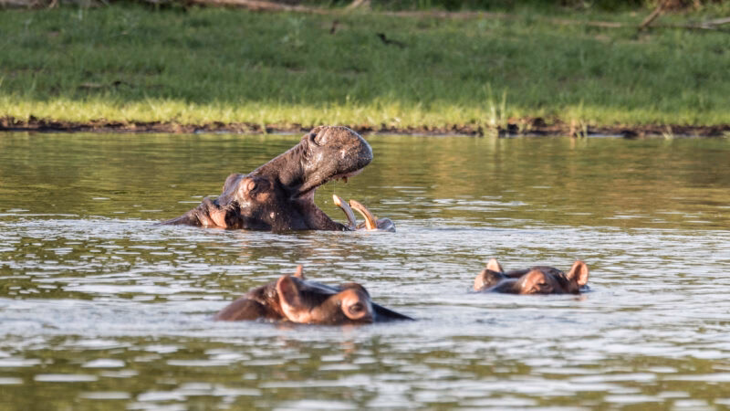 Hippos bathing at akagera national park in rwanda