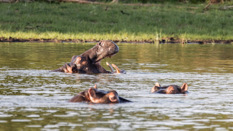 Hippos bathing at akagera national park in rwanda