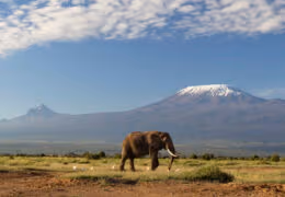 Private Kilimanjaro Trek with Safari