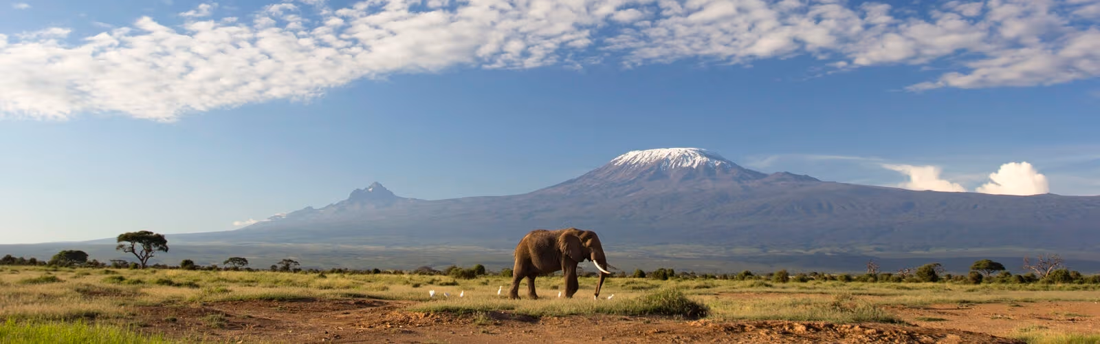 Private Kilimanjaro Trek with Safari