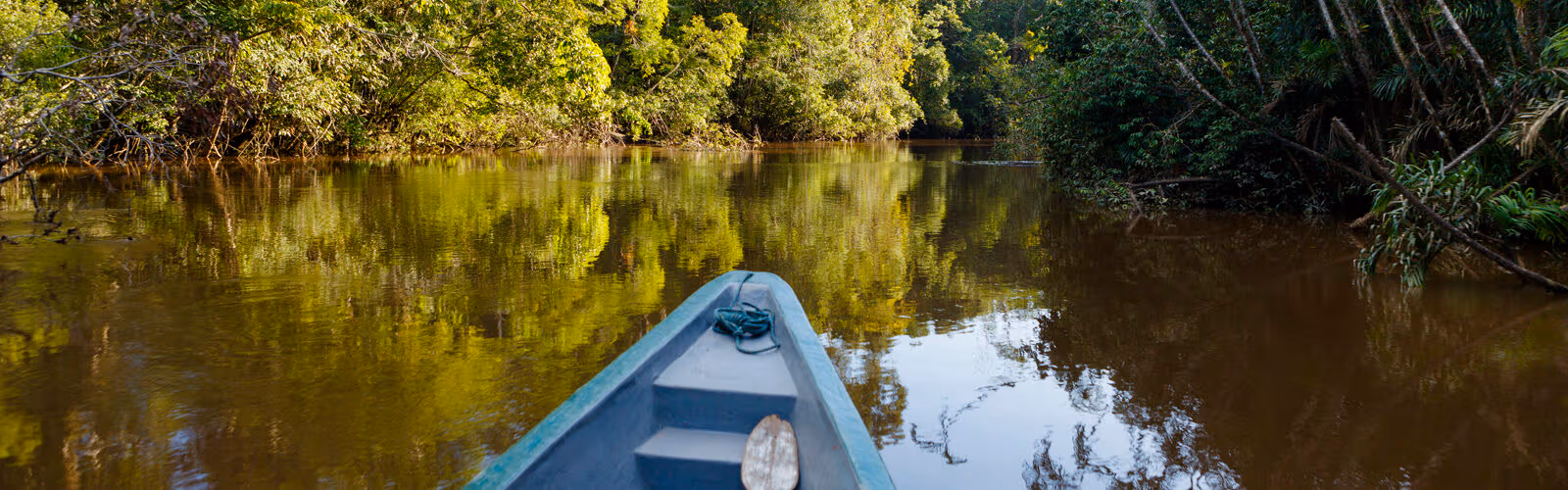 Nature in Brazil’s Wetlands and Rainforest