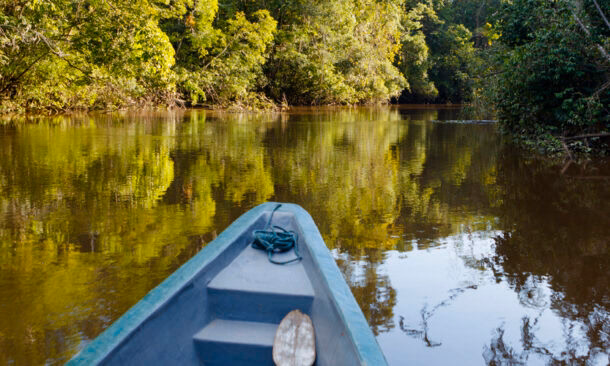 Nature in Brazil’s Wetlands and Rainforest