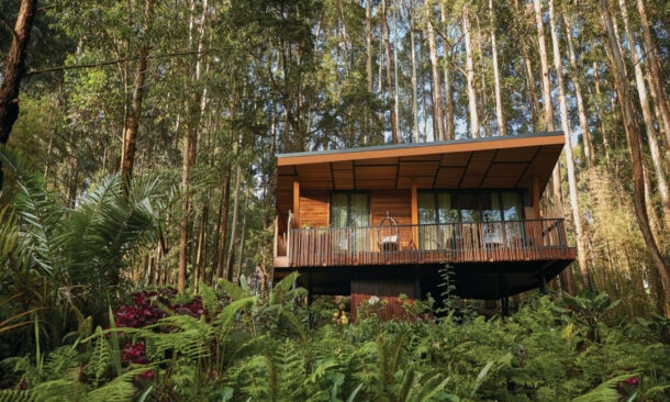 One&Only Gorilla’s Nest