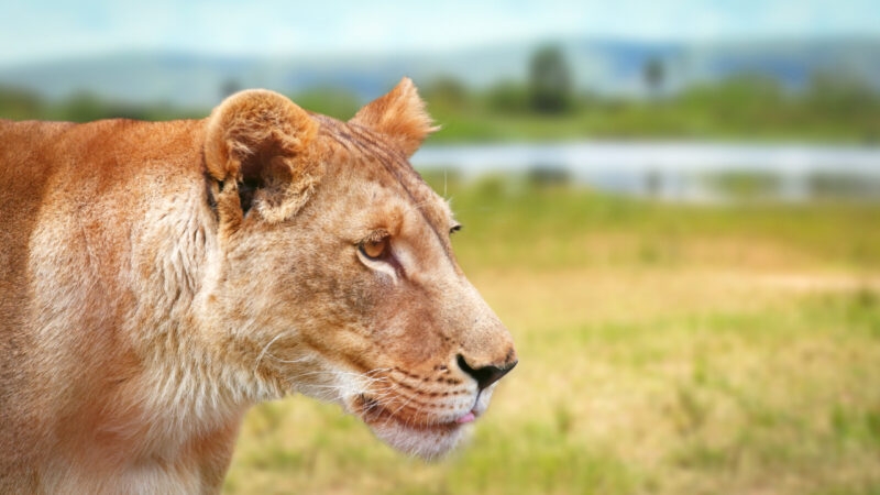 A Lions in akagera national park with a faded background lake