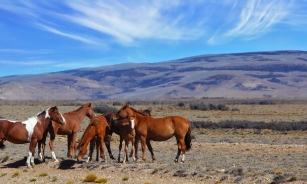 Classic Argentina for Families
