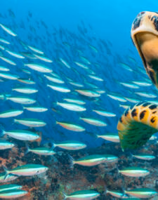 Luxury Galápagos Vacation