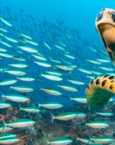 Luxury Galápagos Vacation