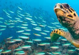 A Luxury Galápagos Vacation