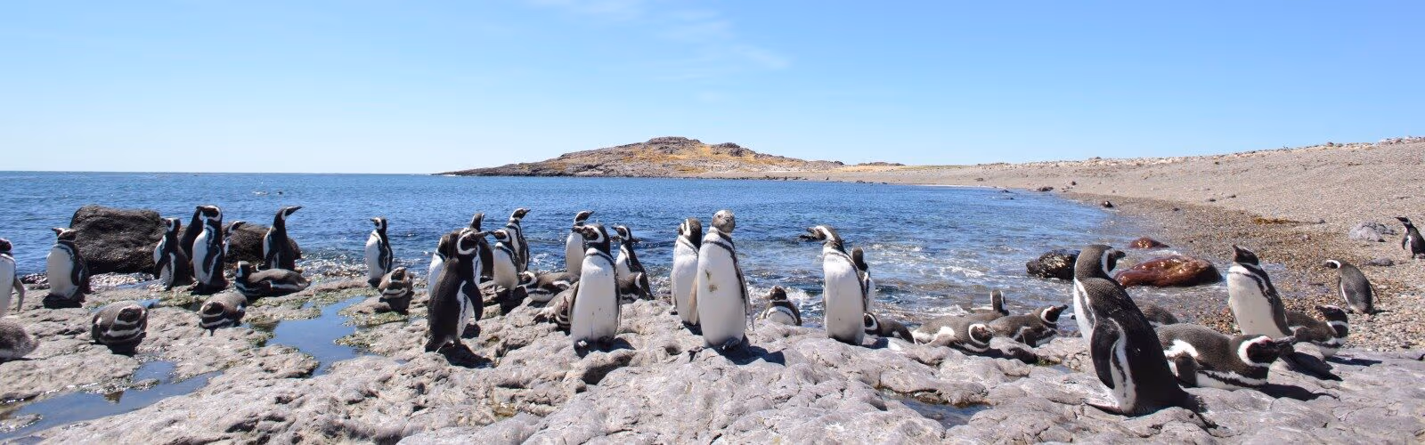 Wines, Whales and Waterfalls of Argentina