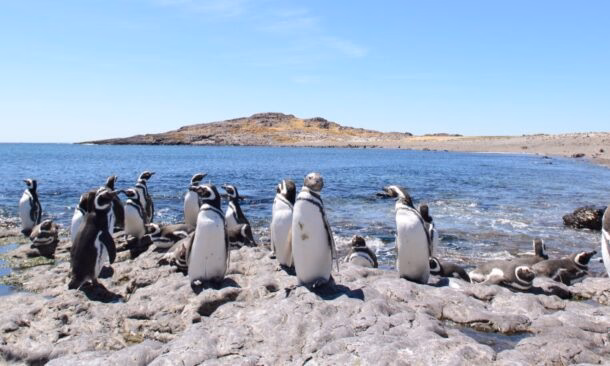 Wines, Whales and Waterfalls of Argentina