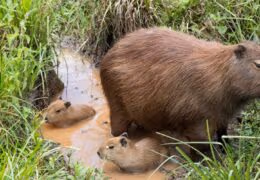 Wildlife Tour of Argentina