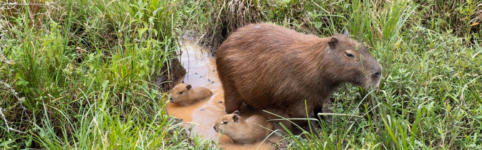 Wildlife Tour of Argentina