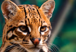 Costa Rica Wildlife Explorer