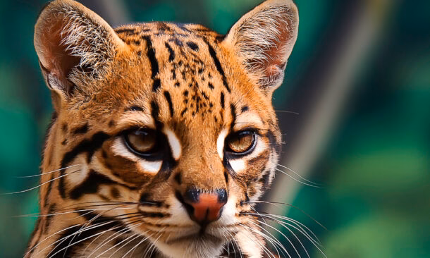 Costa Rica Wildlife Explorer