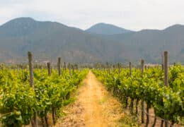 Ultimate Argentina Wine Tour