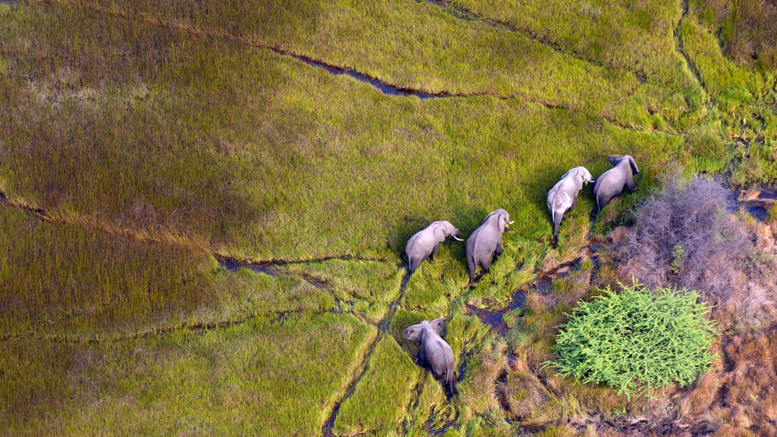 elephants walk across the wetlands of botswana