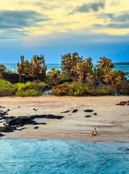 Best Time to Visit Galapagos Islands: Month-by-Month Guide