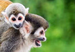 Luxury Amazon, Machu Picchu and Lake Titicaca Discovery