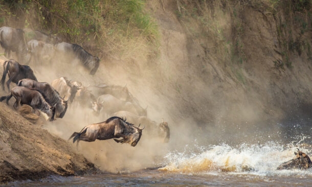 Wildebeest splash into the water during the great migration