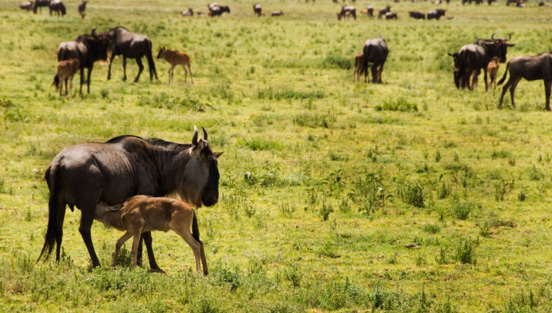 A young wildebeest calf feeding on the plains of the Serengeti, Tanzania.