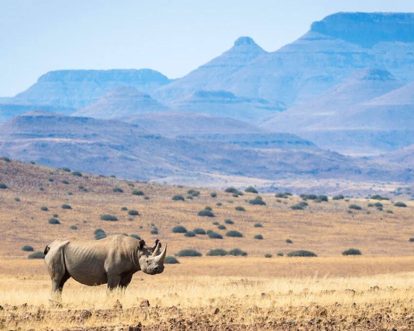 A lone rhino standing in yellow grass with mountains in the background