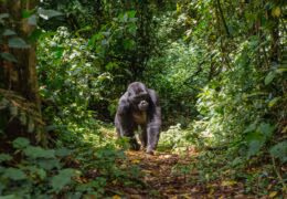 The Best of Rwanda's National Parks