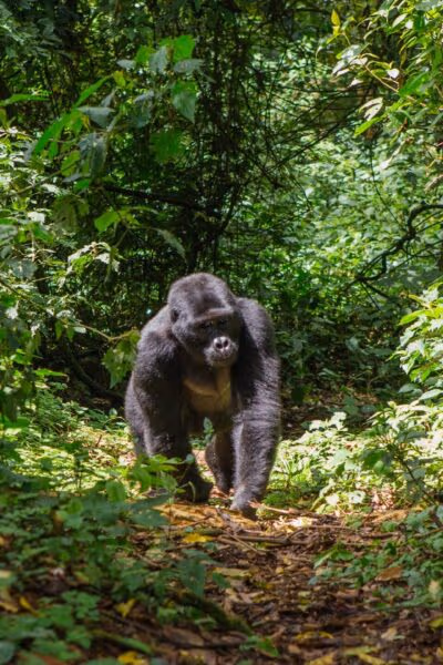 Best of Rwanda's National Parks