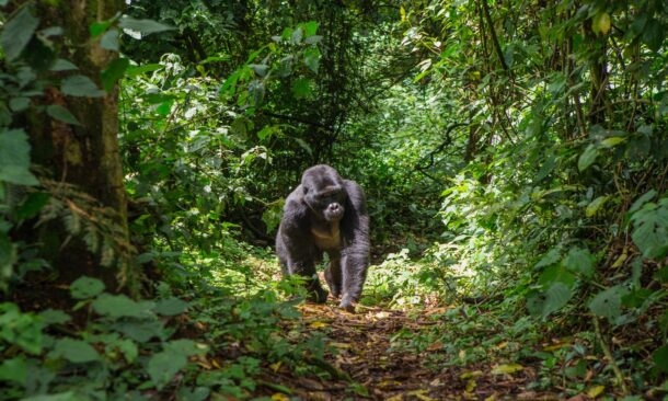 The Best of Rwanda's National Parks