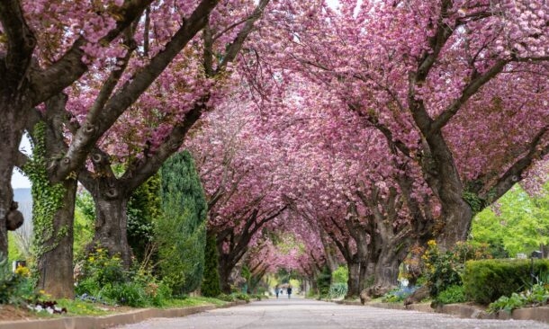 A street lined with large trees with dense pink cherry blossoms arching over the roadway.