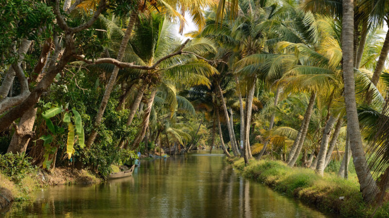India, Coco trees reflection and beautiful house boat at back waters of Kerala