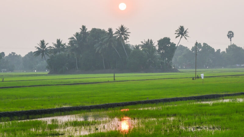 Lush green field of paddy cultivation in Alappuzha, Kerala India