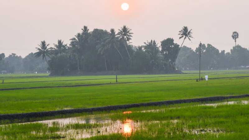 Lush green field of paddy cultivation in Alappuzha, Kerala India