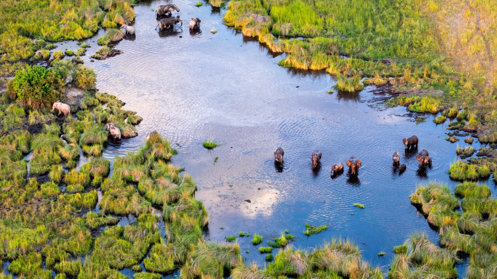 Aerial view of wildlife congregating in Botswana's Delta Okavango