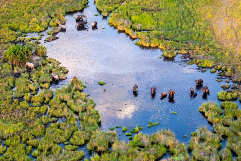 Aerial view of wildlife congregating in Botswana's Delta Okavango